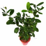 柠檬苗高压圈枝棒棒糖型老桩扦插广东四季无籽香水柠檬树盆栽地栽