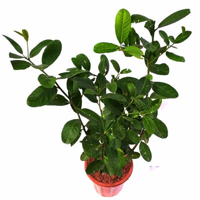 扦插高压圈枝老桩四季香水柠檬苗