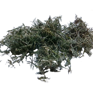 野生鹿角菜干货高原特产山珍甘南藏区迭部土特产原生态山货比青海