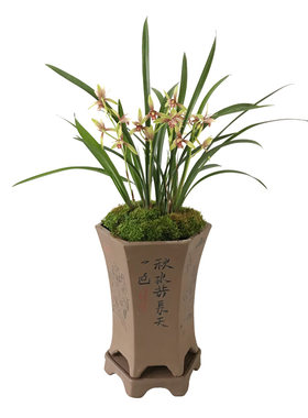 复色带花苞好养易活建兰
