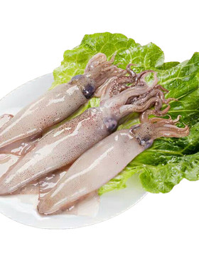 东海野生小鱿鱼仔  海鲜水产鲜活小海兔乌贼八爪鱼小管枪乌贼500g