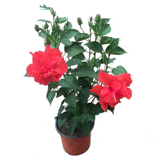 扶桑花苗朱瑾大红花盆栽花卉重瓣带花苞庭院室内四季栽种全年开花