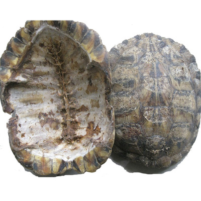 生龟壳干中药材真乌龟壳龟板腹甲