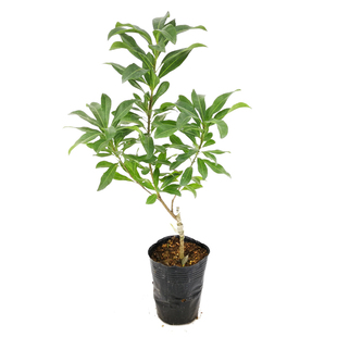 东魁杨梅苗树苗正宗杨梅嫁接苗水果盆栽庭院绿植当年结果带叶发货