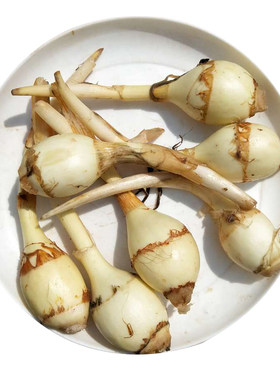 云南现挖迷你茨菇新鲜