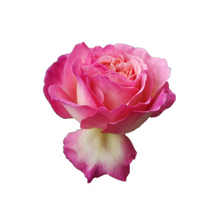 2014日系 オーブ破晓杏粉色黄白混合多色品种多季节开放月季花苗