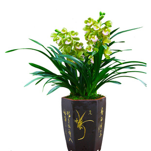 杂交香兰红宝石绿翡翠白雪公主兰花苗春节花苞时令草本花卉庭院