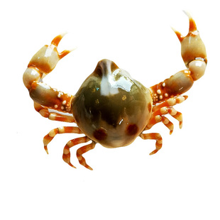 翻砂玉蟹 翻沙蟹 栗壳蟹 活体海水观赏螃蟹海缸宠物 兴国海包活