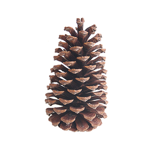 天然油松塔装饰干花材料居家手工diy幼儿园挂饰松果棉花树枝橡果