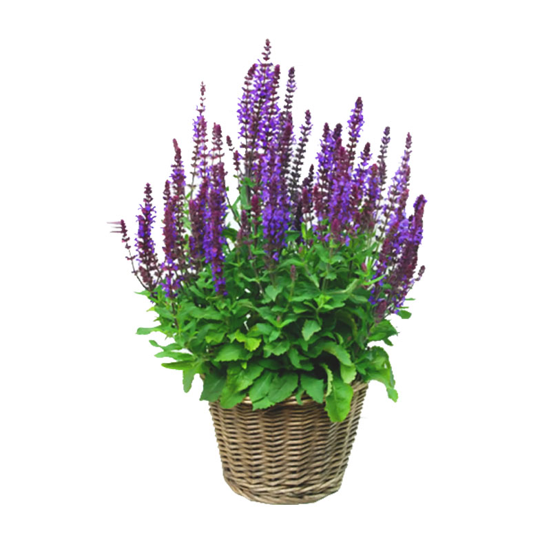 多年生园林景观绿化鼠尾草种子