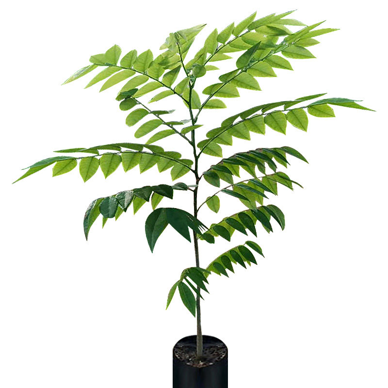 正宗海南黄花梨红木树苗特大名贵