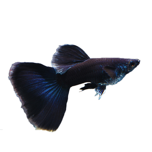 黑木炭孔雀鱼 黑礼服纯种精品热带观赏鱼胎生鱼活体孔雀鱼下崽狂