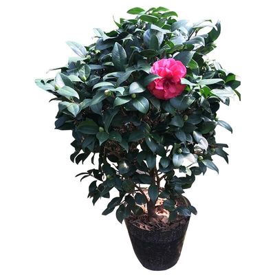绿植品种山茶花美国盆栽大玫瑰