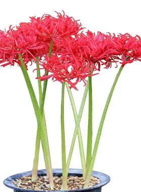 彼岸花石蒜红花室内花卉忽地盆栽