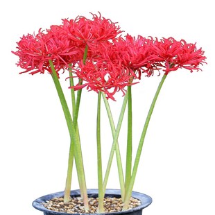 彼岸花石蒜红花黄花室内花卉盆景忽地笑曼珠沙华观花观叶盆栽绿植