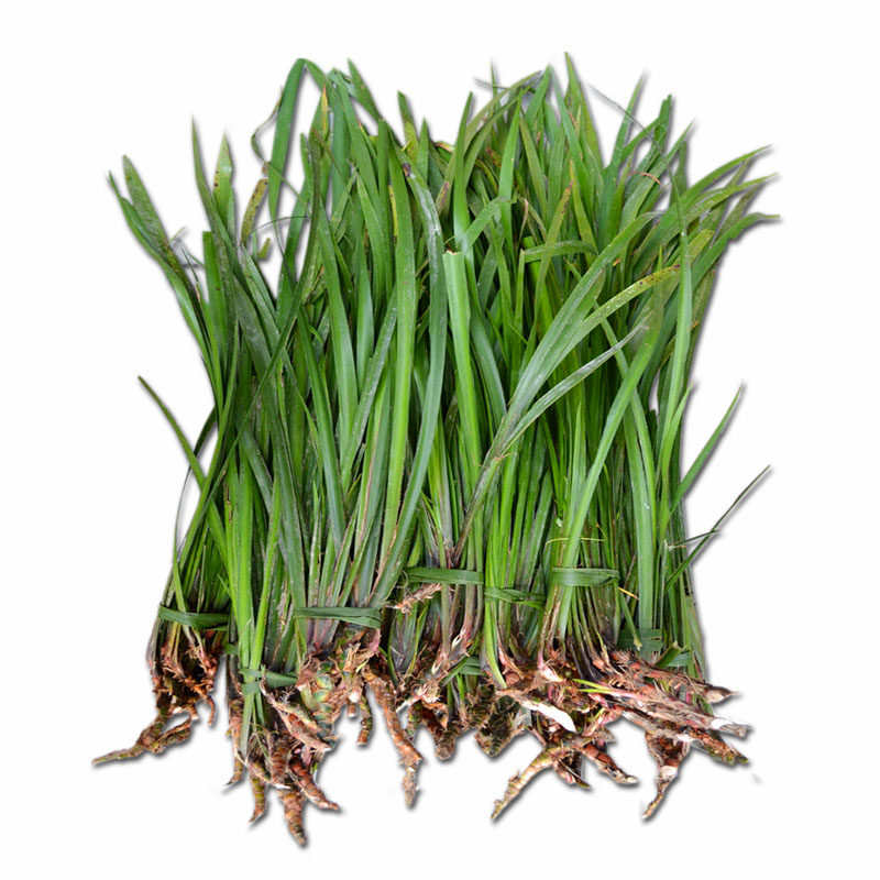 贵州三奈带根种植三萘香料调料