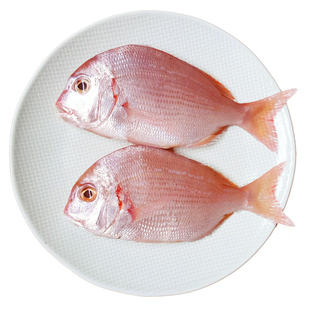 红鲷鱼 新鲜真鲷鱼 红加吉鱼铜盆鱼 赤鯮鱼高档刺身 鲜活水产东海