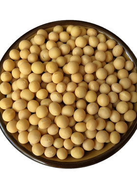 东北农家自种黄豆中粒打豆浆专用生豆芽出芽率高新货五谷杂粮包邮