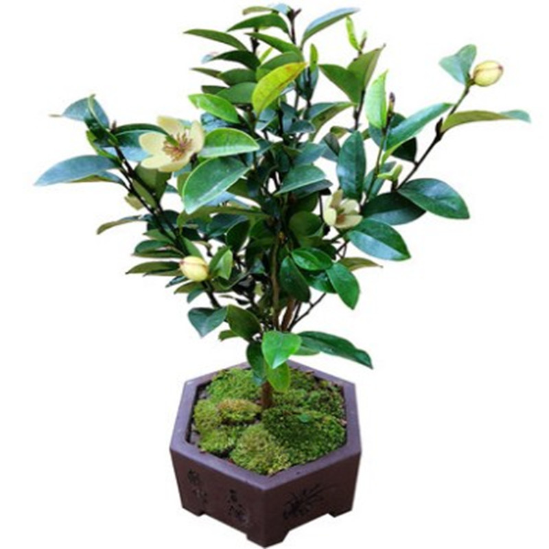 绿植含笑红花含笑苗 含笑花花苗