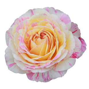 【新春】天狼月季2.8升盆栽苗庭院花园易养四季花卉家庭园艺绿植