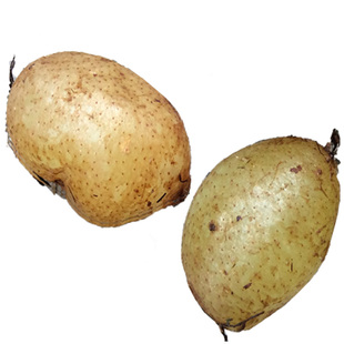 新鲜石黄皮蛇蛋凤凰蛋中草药中药材传统食疗调理利嗓子清火汤料