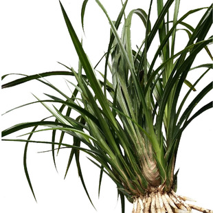 绿兰兰花原种花苗四季种易活浓香型带花苞发货的兰花盆栽名贵兰花