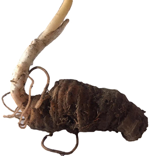 重楼统货种苗 四川华重楼苗七叶一枝花华重楼独角连块根500g包邮