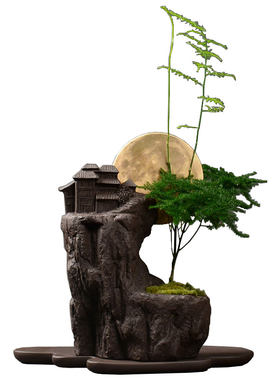 文竹盆景竹子花卉观叶室内小摆件