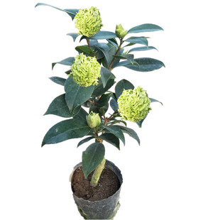 绿可娜茶花美国进口名贵珍稀花卉盆栽苗嫁接盆景阳台室内庭院绿植