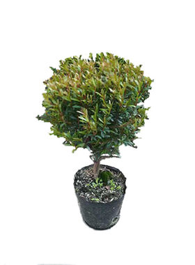 小叶赤楠树苗植物四季常青阳台