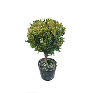 小叶赤楠红杨树苗植物耐寒盆景四季常青绿植黄杨金丝楠木阳台室外