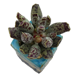 紫斑海豹水泡 白肌紫斑海豹 叶片 进口 白肌紫斑海豹水泡一物一拍