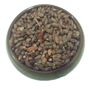 侧柏籽 柏子仁柏实野生侧柏树种子育苗柏籽柏松子枕头枕芯填充物