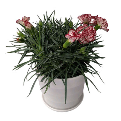 康乃馨重瓣花卉阳台花苞多常开