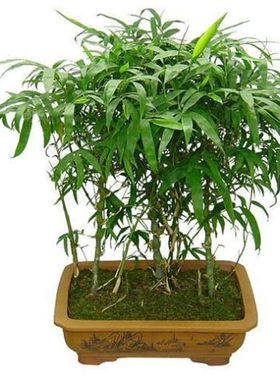 佛肚竹竹苗竹子盆景花卉盆栽植物