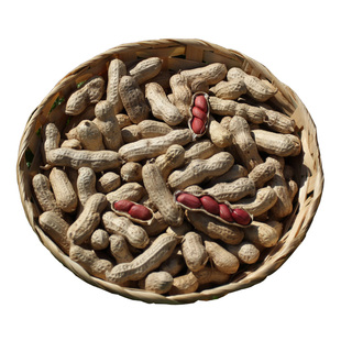 25年新货种子 农家东北四粒红 生花生果 红皮小粒带壳红花生5斤