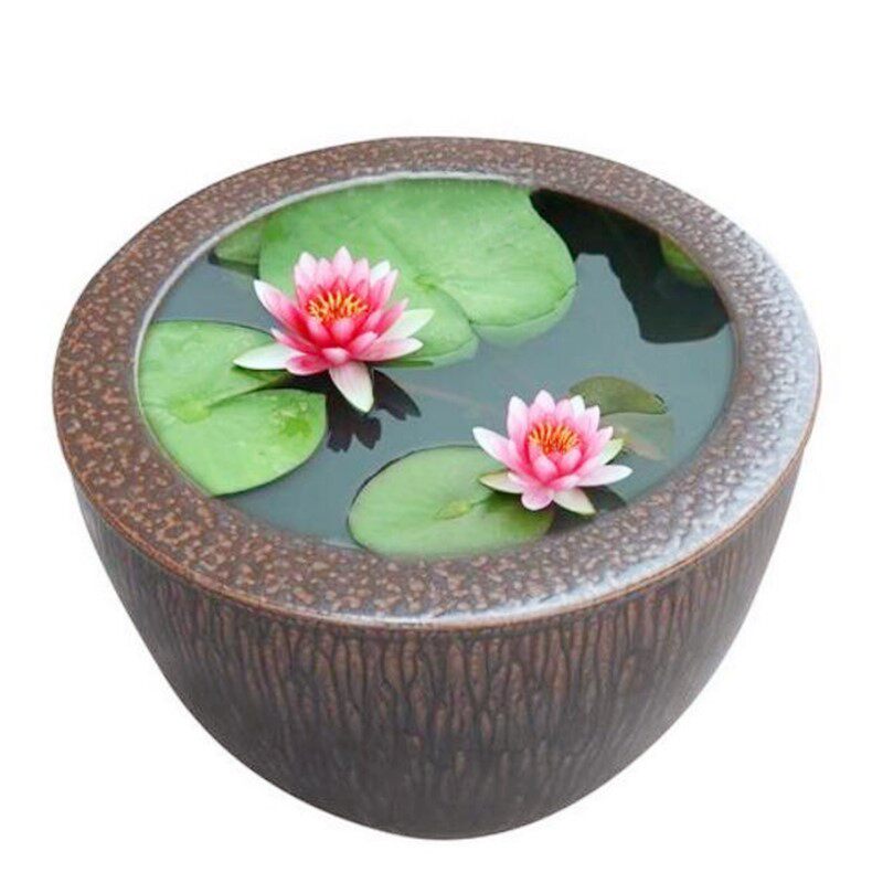 庭院池塘水池鱼缸水生睡莲水培植物四季大睡莲根块莲花根茎种子苗