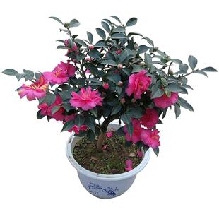 茶梅花苗 树苗茶梅球 茶花盆栽盆景冬茶梅带花苞庭院