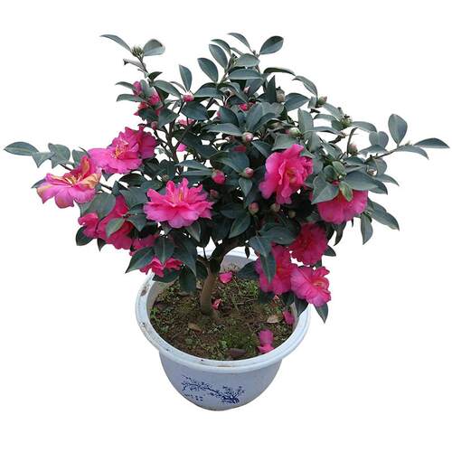 茶梅花苗 树苗茶梅球 茶花盆栽盆景冬茶梅带花苞庭院