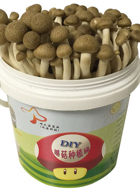 黑皮鸡枞菌菌包菌种种子种植
