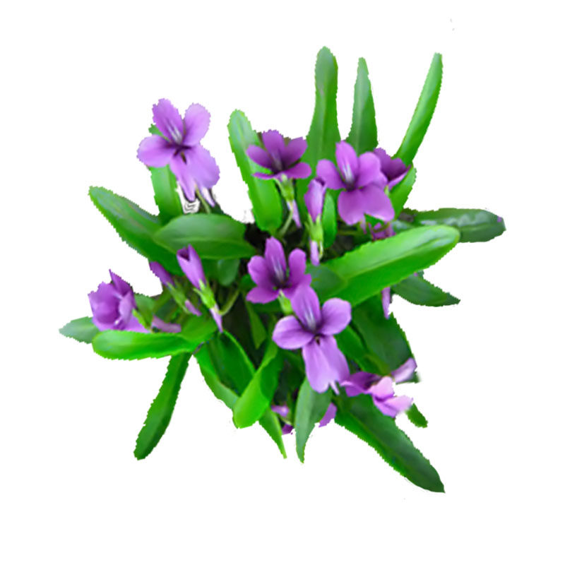 秋播二月兰种籽耐阴喜阴花种户外庭院花草绿化植物路边花室外草花