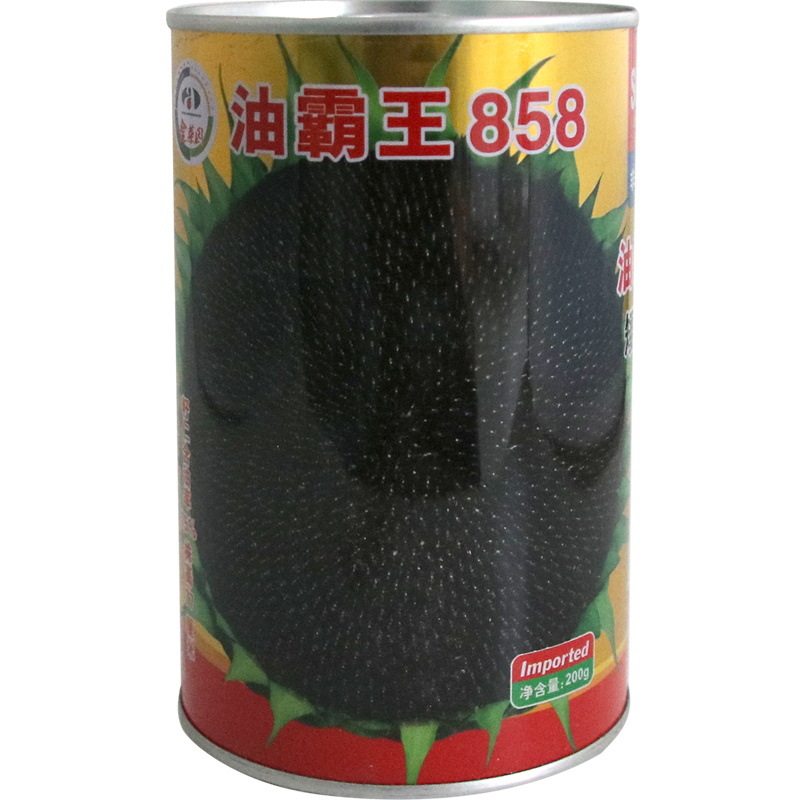 霸王大头葵花籽出油70厘向日葵