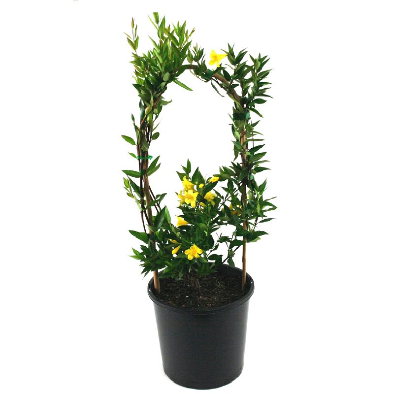 法国香水爬藤花苗银丝茉莉包邮