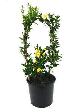法国香水爬藤花苗银丝茉莉包邮