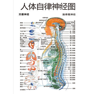 中医养生人体自律神经图中医馆理疗写真海报kt版挂画宣传挂图1100