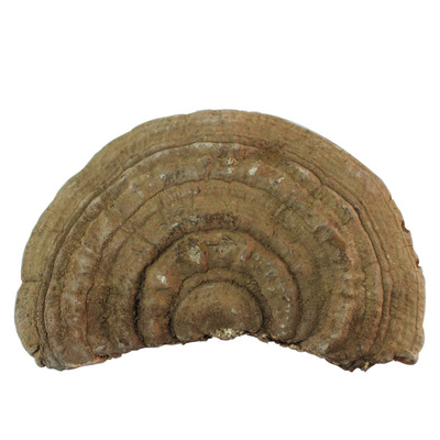 野生灵芝片芝500g长白山树舌灵芝