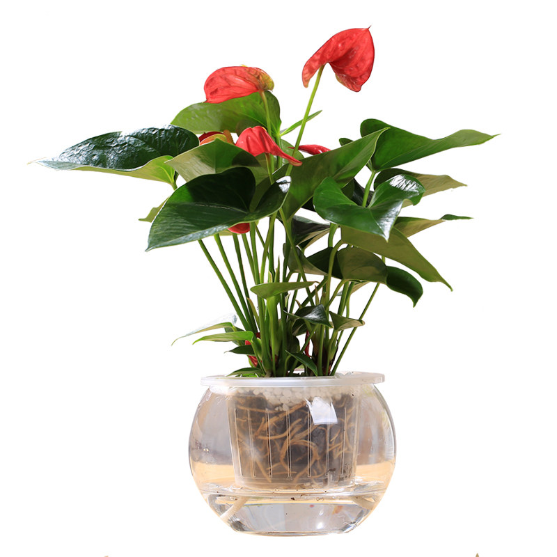 水培白掌盆栽绿植桌面开花植物