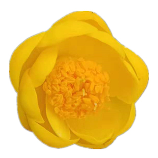 原生名贵防城金花茶苗凹脉茶花客厅包邮庭院阳台嫁接盆栽绿植花卉