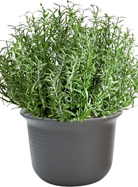 迷迭香可食用新鲜植物盆栽带土