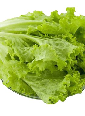罗莎绿生菜新鲜蔬菜沙拉食材